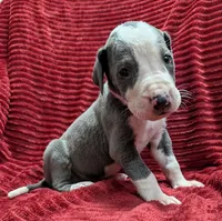 Magneto , a male Great Dane for sale in Bay City, MI – 2 of 10
