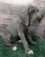 Ali, a female Great Dane for sale in Bay City, MI – 10 of 10