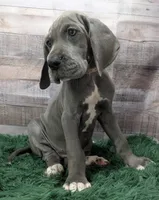 Ali, a female Great Dane for sale in Bay City, MI – 6 of 10