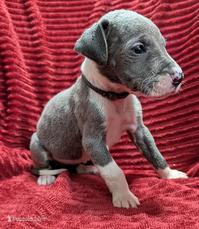 Moonstar  – Great Dane puppy for sale in Bay City, MI