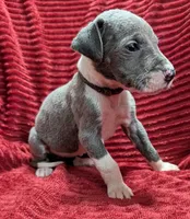 Moonstar , a female Great Dane for sale in Bay City, MI – 1 of 10