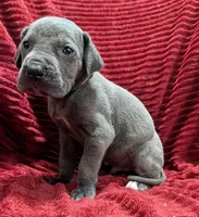 Bishop , a male Great Dane for sale in Bay City, MI – 3 of 10