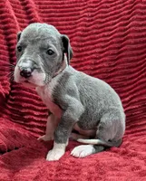 Moonstar , a female Great Dane for sale in Bay City, MI – 5 of 10
