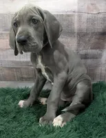 Ali, a female Great Dane for sale in Bay City, MI – 3 of 10