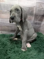 Cera, a female Great Dane for sale in Bay City, MI – 8 of 10