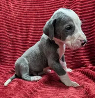 Magneto , a male Great Dane for sale in Bay City, MI – 5 of 10
