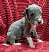 Moonstar , a female Great Dane for sale in Bay City, MI – 2 of 10