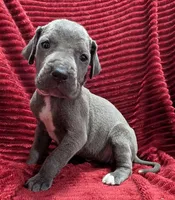 Rogue , a female Great Dane for sale in Bay City, MI – 3 of 10