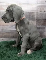 Ali, a female Great Dane for sale in Bay City, MI – 5 of 10