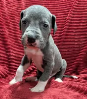 Cyclops , a male Great Dane for sale in Bay City, MI – 3 of 10