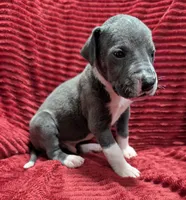 Cyclops , a male Great Dane for sale in Bay City, MI – 10 of 10