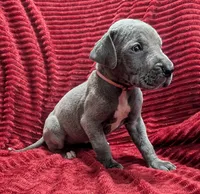 Rogue , a female Great Dane for sale in Bay City, MI – 9 of 10