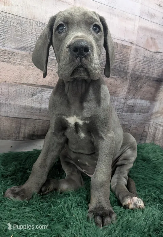 Ducky – Great Dane puppy for sale in Bay City, MI