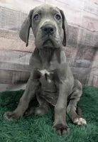 Ducky, a female Great Dane for sale in Bay City, MI – 1 of 10