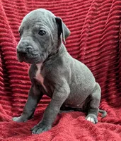 Mystique , a female Great Dane for sale in Bay City, MI – 6 of 10