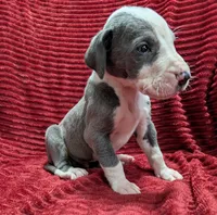 Magneto , a male Great Dane for sale in Bay City, MI – 7 of 10