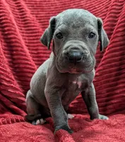 Bishop , a male Great Dane for sale in Bay City, MI – 5 of 10