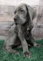Ducky, a female Great Dane for sale in Bay City, MI – 6 of 10