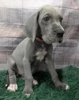Cera, a female Great Dane for sale in Bay City, MI – 3 of 10