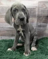 Ali, a female Great Dane for sale in Bay City, MI – 2 of 10