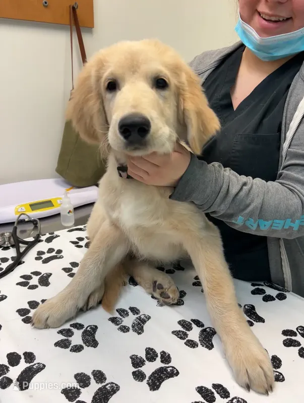 Beau – Golden Retriever, Labrador Retriever puppy for sale in Houston, TX