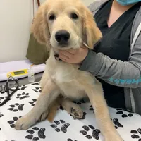 Beau, a male Golden Retriever and Labrador Retriever for sale in Houston, TX – Photo 1 of 10
