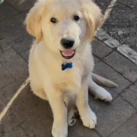 Beau, a male Golden Retriever and Labrador Retriever for sale in Houston, TX – Photo 8 of 10