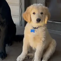 Beau, a male Golden Retriever and Labrador Retriever for sale in Houston, TX – Photo 3 of 10