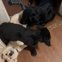 Beau, a male Golden Retriever and Labrador Retriever for sale in Houston, TX – Photo 9 of 10