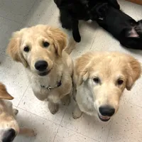Beau, a male Golden Retriever and Labrador Retriever for sale in Houston, TX – Photo 4 of 10