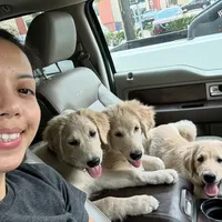 Beau, a male Golden Retriever and Labrador Retriever for sale in Houston, TX – Photo 2 of 10