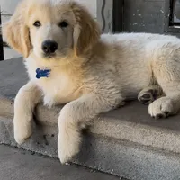 Beau, a male Golden Retriever and Labrador Retriever for sale in Houston, TX – Photo 6 of 10