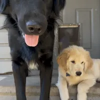 Beau, a male Golden Retriever and Labrador Retriever for sale in Houston, TX – Photo 7 of 10