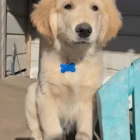 Beau, a male Golden Retriever and Labrador Retriever for sale in Houston, TX – Photo 5 of 10