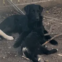 Zeus, a male Golden Retriever and Labrador Retriever for sale in Houston, TX – Photo 6 of 10