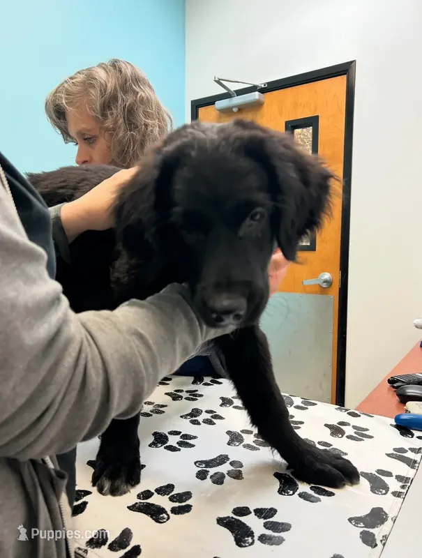 Zeus – Golden Retriever, Labrador Retriever puppy for sale in Houston, TX