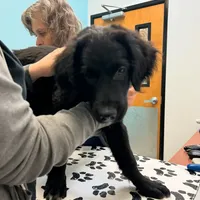 Zeus, a male Golden Retriever and Labrador Retriever for sale in Houston, TX – Photo 1 of 10