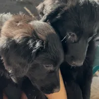 Zeus, a male Golden Retriever and Labrador Retriever for sale in Houston, TX – Photo 5 of 10