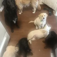 Zeus, a male Golden Retriever and Labrador Retriever for sale in Houston, TX – Photo 8 of 10