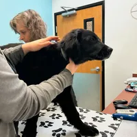 Zeus, a male Golden Retriever and Labrador Retriever for sale in Houston, TX – Photo 2 of 10
