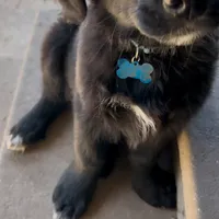 Zeus, a male Golden Retriever and Labrador Retriever for sale in Houston, TX – Photo 9 of 10