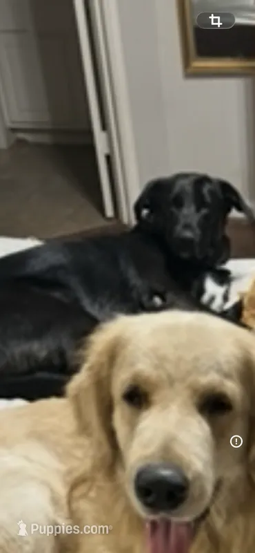 Kay – Labrador Retriever puppy for sale in Cypress, TX