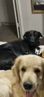 Kay, a female Labrador Retriever for sale in Cypress, TX – 1 of 1