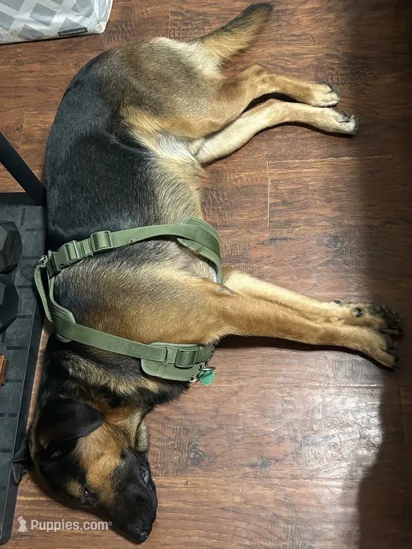 Rocky – German Shepherd Dog, Labrador Retriever puppy for sale in Cypress, TX