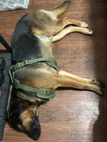 Rocky, a male German Shepherd Dog and Labrador Retriever for sale in Cypress, TX – 1 of 1