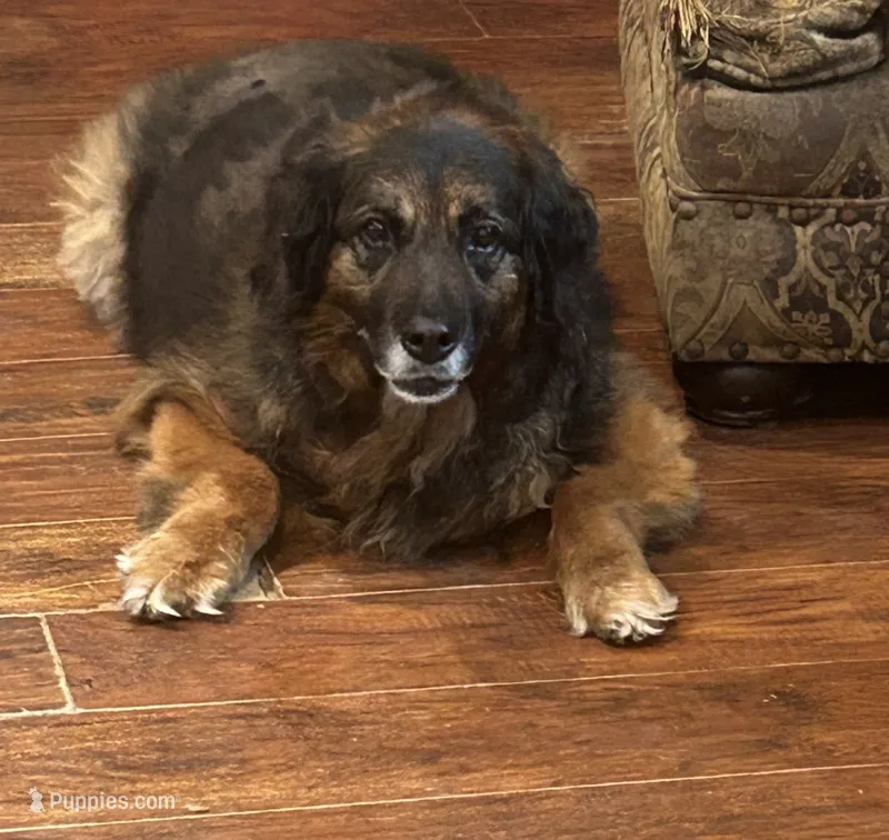Miss Daisy – German Shepherd Dog, Old English Sheepdog puppy for sale in Cypress, TX