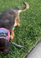 Miss Daisy, a female German Shepherd Dog and Old English Sheepdog for sale in Cypress, TX – 3 of 3