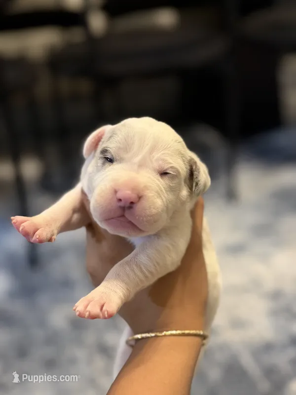 Moon – American Bully puppy for sale in Lowell, MA