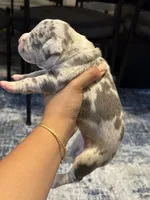 Mochi, a female American Bully for sale in Lowell, MA – 2 of 2