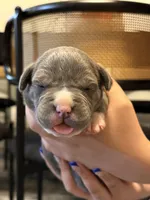 Comet, a male American Bully for sale in Lowell, MA – 3 of 3